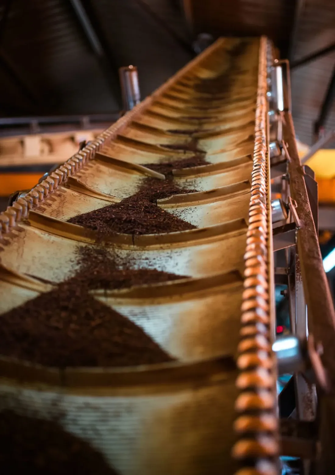 Gemalen rooibos op een transportband in de verwerkingsfabriek.